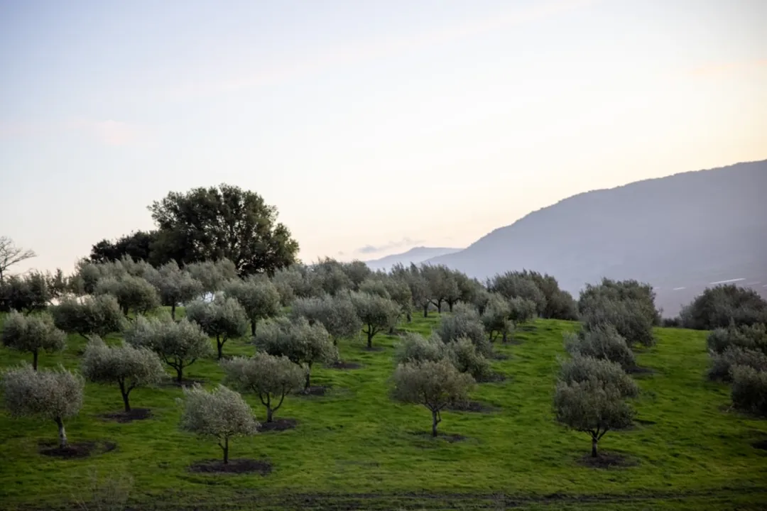La finca: olivos en fila y la sierra al fondo