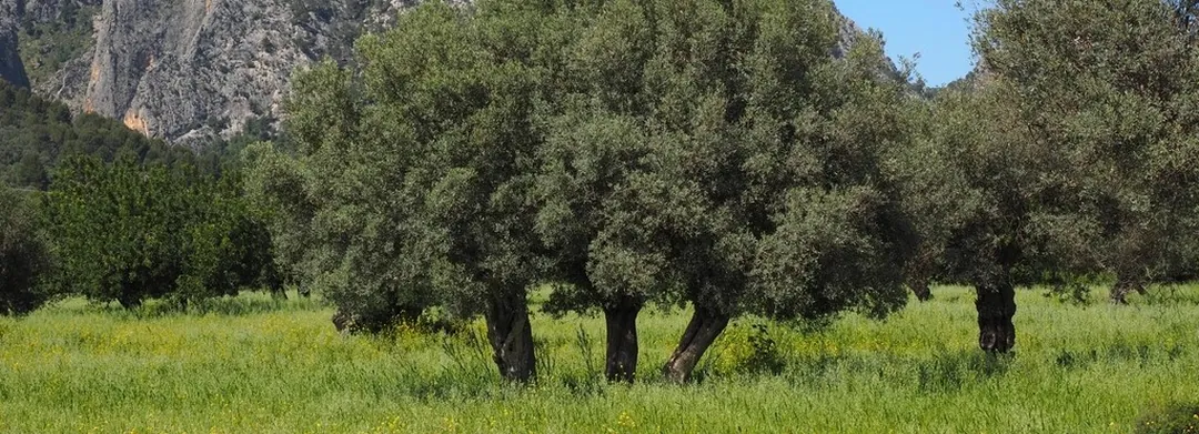 Panorámica de los olivos de la finca